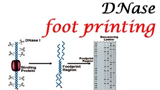 DNase footprinting [upl. by Kohl360]