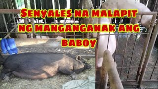 Senyales na malapit ng manganganak ang alagang inahing baboy  Ryan Patenio [upl. by Lecia452]