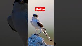 Great Grey Shrike birds wildlife nature [upl. by Nivahb832]