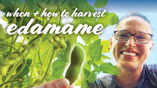 When amp How To Harvest Edamame Soybeans – 2 Ways [upl. by Cleodal248]