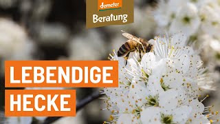 Die Lebendige Hecke  Ein Kulturbiotop [upl. by Kerekes]