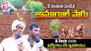 ఏ పంటలు పండక జామాయిల్ సాగు  Jamail Eucalyptus Cultivating  sumantvkandukur [upl. by Sunda]