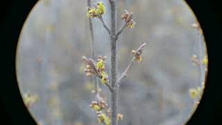 Shepherdia canadensis Canada Buffaloberry flowering [upl. by Asiek]