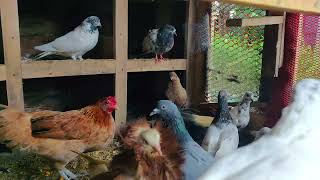 My pet yellow hen enter into my pigeons loft  Pigeon Hatched a Chicken  Nature with Animals [upl. by Graig]