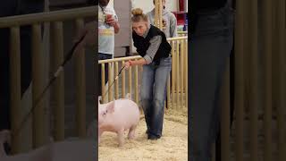 Karis goes from Princess to Villain while showing pigs pigs livestockshow showpigs [upl. by Ahcim632]