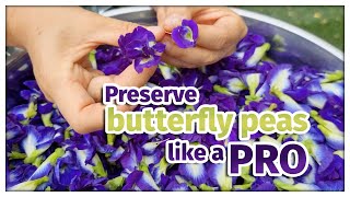 Preserve your butterfly pea like a pro [upl. by Sheela]