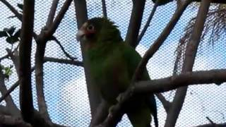 Grand Cayman Parrots Calling [upl. by Anrehs]