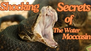 EXPERT Herpetologist Shares Shocking Water Moccasin Secrets [upl. by Aetnahc133]