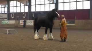 Shire Horse Show 2014 in Leverkusen [upl. by Mert]