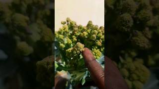 Growing Romanesco broccoli at home TIMELAPSE [upl. by Ynnub]