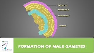 Formation of Male Gametes [upl. by Tterrag]