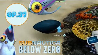 Subnautica Below Zero Lets Play Ep37 Egg Exploration [upl. by Ribaudo766]