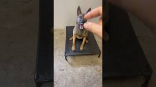 Guard dog obedience training guardianmalinois dogobedience belgianmalinois dogtraining dog [upl. by Neih]