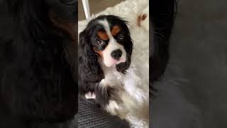 Adorable Dogs Cavalier King Charles Spaniels 🥰 Shorts Dogshorts dogvideo [upl. by Domph]