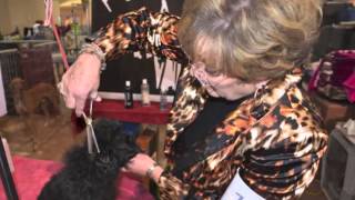 Affenpinscher Show Grooming new products [upl. by Osi]