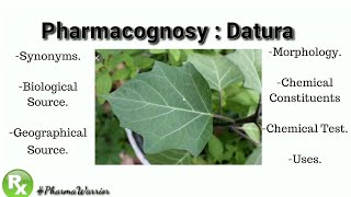 Pharmacognosy of Datura Leaf  Datura Metel  Explanation  PharmaWarrior [upl. by Iadrahs]