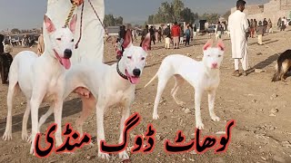 Kohat Dog Mandi 14 January 2024 ki new video or Dogs ki kimato me bhat kami [upl. by Melvyn]