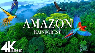 Amazon 4k  The World’s Largest Tropical Rainforest  Relaxation Film with Calming Music [upl. by Olsson]