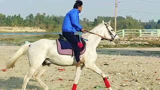 Horse Riding  Horse Club Uqaab  Lucknow Horse Training Club [upl. by Malita]