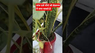 5 best indoor plant for bedroombedroom plantsindoorplantsplantsgardeningshortsytshortsviral 🌿 [upl. by Monk615]