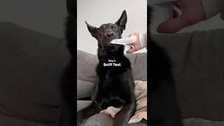 How to Clean Your Dogs Ears Using Dog Ear Wipes [upl. by Rayburn]