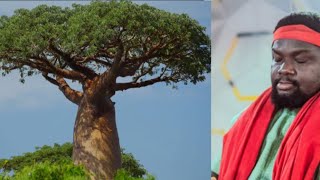 Spiritual Benefits Of Baobab Tree If You Want To Be Successful In Your Business Just Do This [upl. by Guerin]