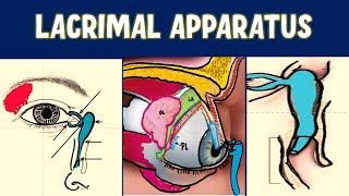 LACRIMAL APPARATUS Anatomy Explained [upl. by Seravaj]