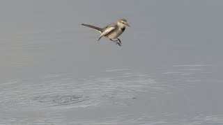 コバエのピンチ ～ハクセキレイ～ Japanese Pied Wagtail catching gnats Ballerina bianca giapp Motacilla alba lugens [upl. by Millian]