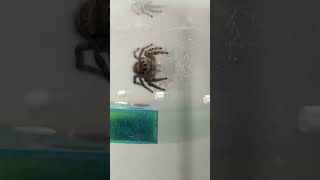 Jumping Spider Wiggles Pedipalps [upl. by Neva383]