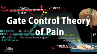 Gate Control Theory of Pain Animation [upl. by Etnauj]