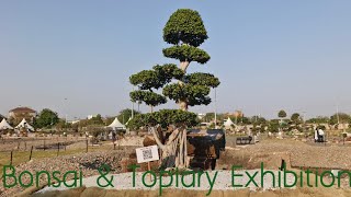 Bonsai amp Topiary Exhibition 2024 Ahmedabad [upl. by Howlond816]