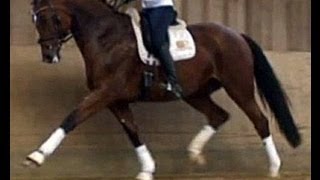 wwwsporthorsesonlinecom 2006 Dressage mare for sale 3rd level sold [upl. by Drucie]