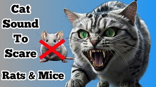 Cat Sounds To Scare Mice  Sound Rats Hate [upl. by Nodarb27]