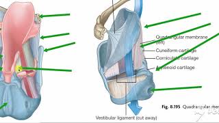 Larynx membranes amp ligaments 4 [upl. by Eppesiug781]