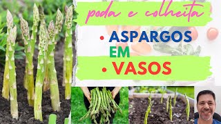 Assista e Aprenda Técnicas de Poda para Maximizar a Produção de Aspargos em Pequenos Espaços [upl. by Mikes]