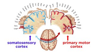 The Sensorimotor System and Human Reflexes [upl. by Euqinomad]