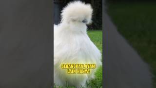 Kalian tau Ayam Kapas  shorts facts short [upl. by Ayifa388]