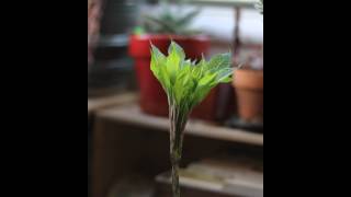 Time lapse growth of Amorphophallus Konjac [upl. by Julietta]