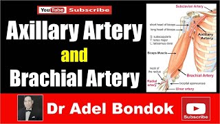 Axillary Artery and Brachial Artery Dr Adel Bondok [upl. by Nafets]