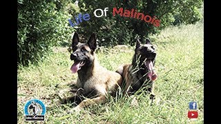 LA VIE DUN MALINOIS 1AN EN 10MIN [upl. by Jordanna]