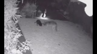 WATCH Dogs save sibling from coyote attack [upl. by Lowenstern637]