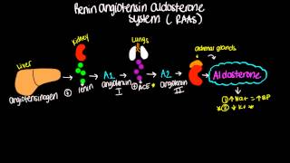 Renin Angiotensin Aldosterone System RAAS  Short and sweet [upl. by Eaton]