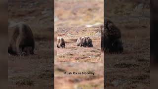 Musk Ox in DovrefjellSunndalsfjella National Park Norway [upl. by Artimid]