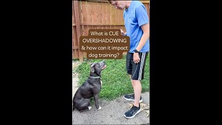 Cue Overshadowing In Dog Training [upl. by Esinaej]