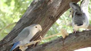 Wild Love Birds in Phoenix Arizona [upl. by Lanor]