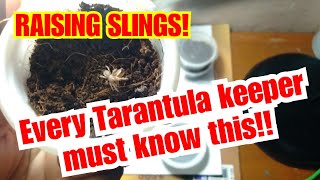 Tarantula sling Care Guide made easy and simple [upl. by Aisatnaf]