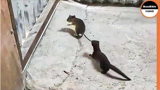 Weasel Rips a Mouse To Death  Look How He Caught it [upl. by Adlee187]