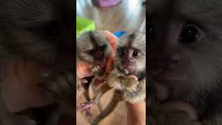 Finger marmoset Monkey  So adorable Marmoset [upl. by Tigirb745]