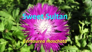 Flowering annuals Centaurea moschata Sweet Sultan [upl. by Parent]