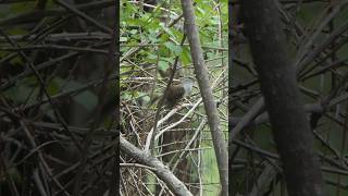 Chipping Sparrow dries its feathers after bath [upl. by Von]